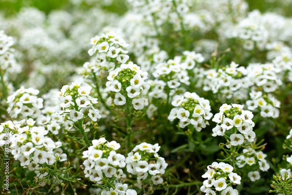 Obraz Foto macro flores