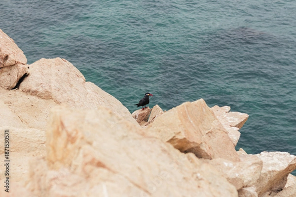 Obraz Ave marina en roca 