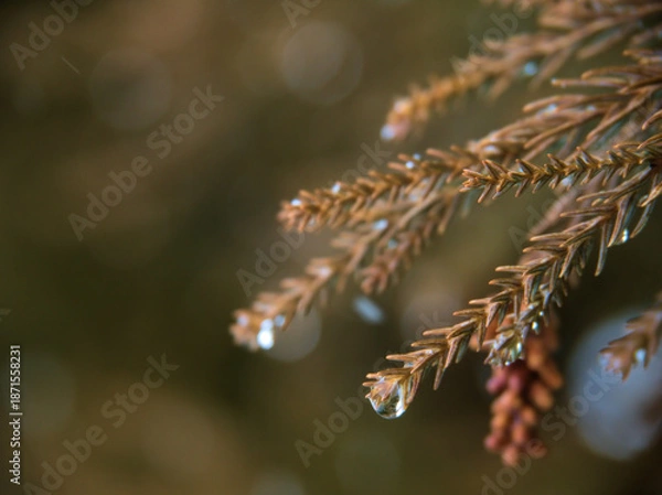 Obraz 雪の降る2月にスギの葉の先に着いた水滴