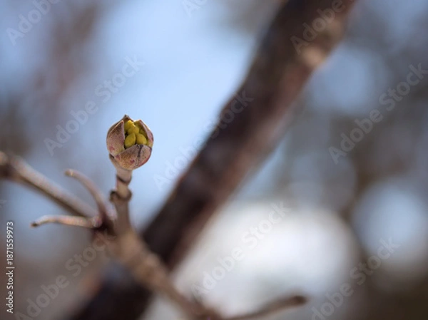 Obraz 2月に膨らんできたサンシュユの可愛らしい蕾