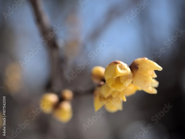 Obraz 寒い2月に咲いた可憐なソシンロウバイの花