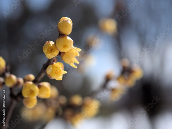 Obraz 寒い2月に咲いた可憐なソシンロウバイの花