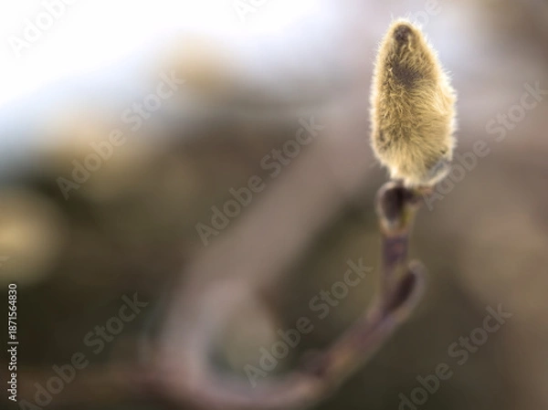 Obraz 寒い2月に芽吹いたコブシの花芽