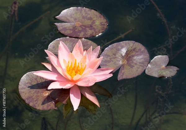Obraz Blooming nymphea closeup (Lat. - nymphaea)