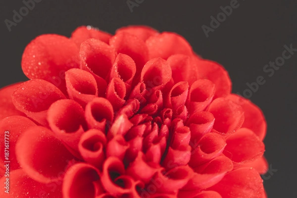 Obraz 赤いダリアの花を黒背景でマクロ撮影09