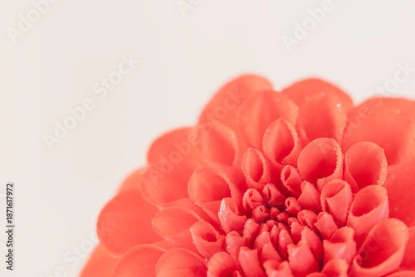 Obraz 赤いダリアの花をベージュ背景でマクロ撮影18