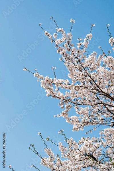 Obraz 서울의 파란 하늘 아래 피어난 하얀 벚꽃