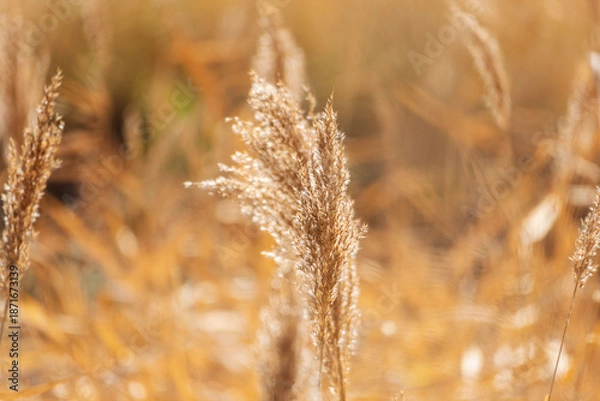 Obraz 冬の水辺で葦の穂が日差しで輝く09