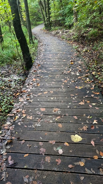 Obraz 가을 숲 속 길