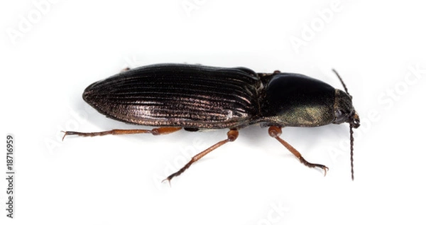 Fototapeta Click beetle (Selatosomus aeneus) isolated on white.