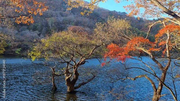 Obraz 한국에 있는 아름다운 주산지의 가을 풍경