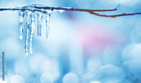 Obraz Wiosną jasne tło z sopli na gałęzi drzewa