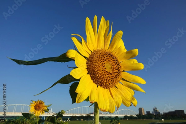 Obraz ひまわり4_759