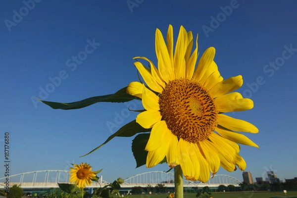 Obraz ひまわり3_758