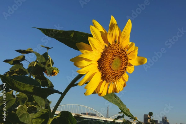 Obraz ひまわり2_756