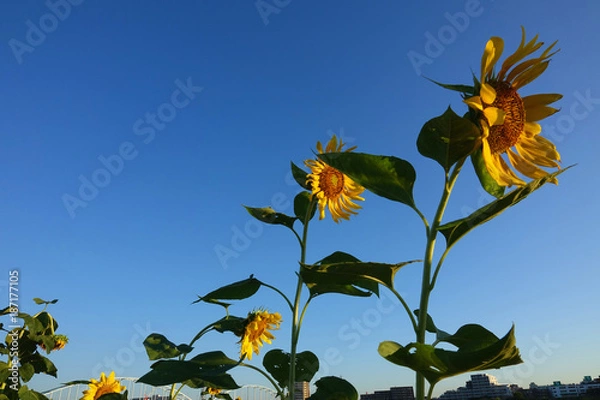 Obraz ひまわり_755