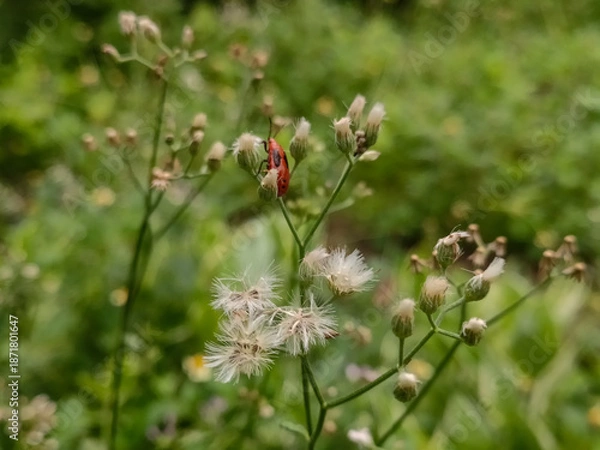 Obraz ladybird on a flower