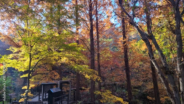 Obraz 햇살 가득한 가을 공원 풍경