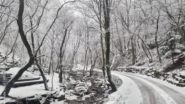 Fototapeta 눈 덮인 숲 속 길 풍경