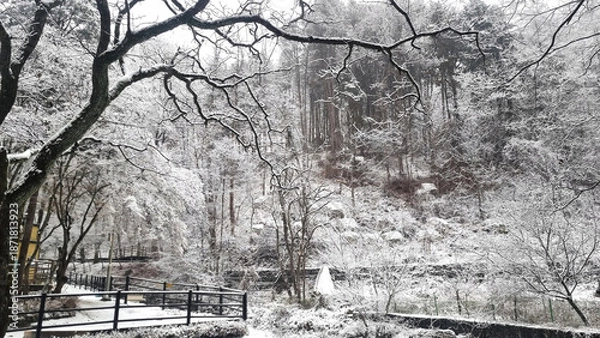Obraz 눈이 쌓여 아름다운 가을 숲
