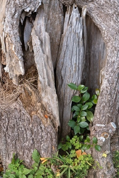 Obraz 朽ちた切り株