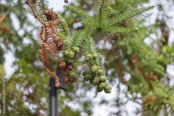 Obraz 松ぼっくり