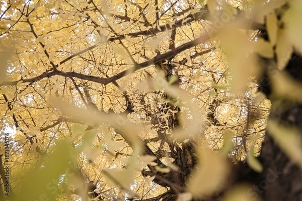 Fototapeta 黄葉したイチョウの木