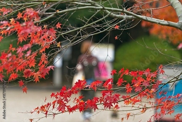 Obraz 紅葉したもみじと歩く人