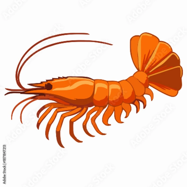 Obraz Shrimp vector clipart art illustration solid white background 