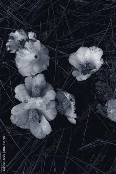 Obraz Flowers in a lonely space