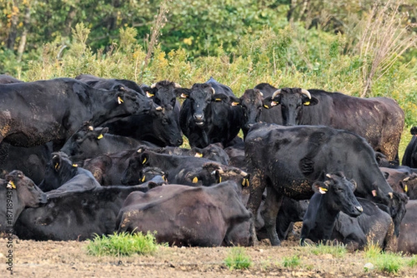 Obraz 北海道白老町、白老牛のチームミーティング【9月】