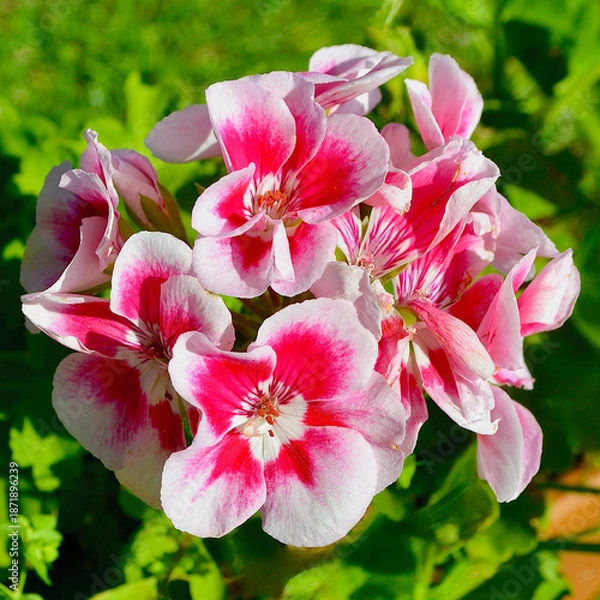 Obraz Geranium - Fairy White Splash