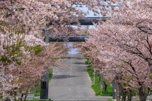 Obraz 北海道岩内町、岩内神社参道の桜【5月】