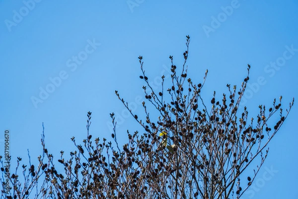 Obraz 冬の澄んだ青空と枝にヤシャブシの実39