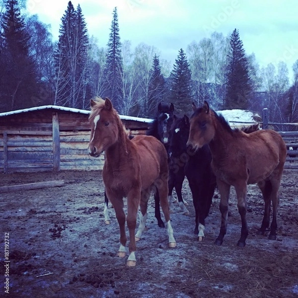 Obraz табун жеребят