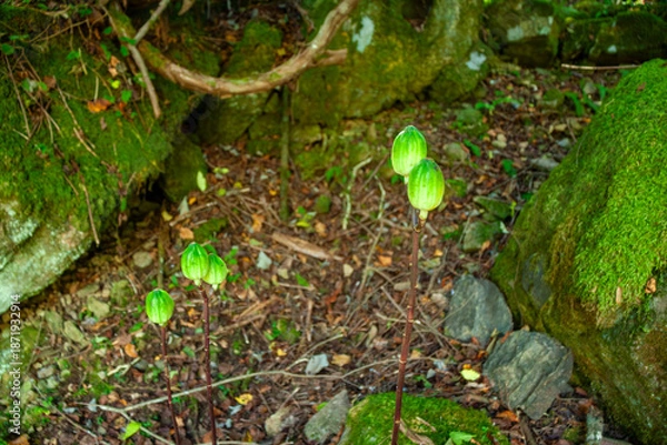 Obraz ウバユリの果実