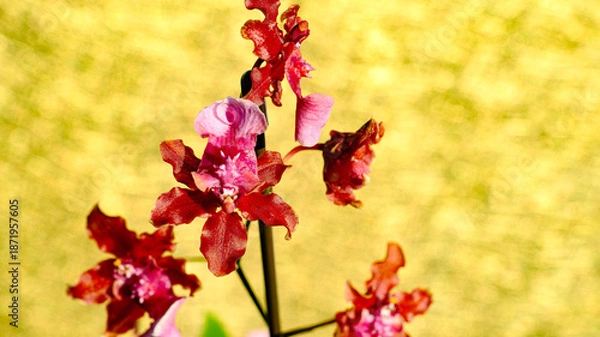 Obraz 赤色の花のオンシジューム
