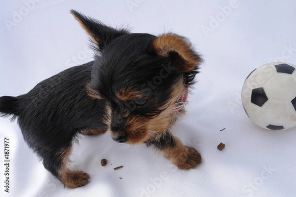 Obraz yorkie puppy...