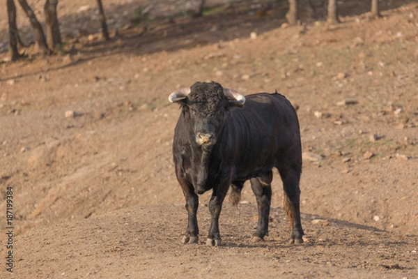 Obraz Bull looking