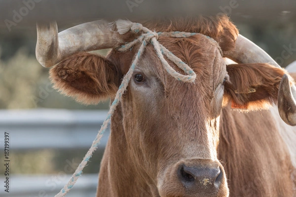 Obraz Ox tied