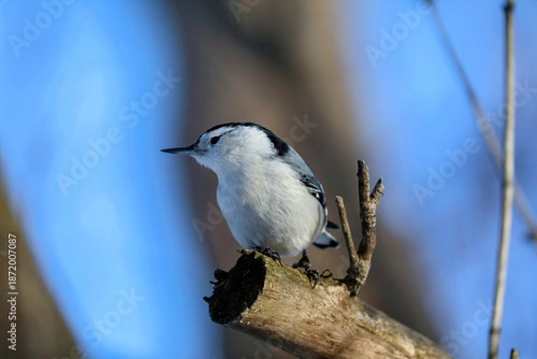 Obraz White-Breasted Nuthatch