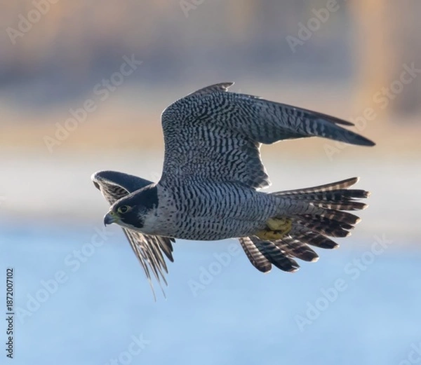 Obraz Peregrine Falcons