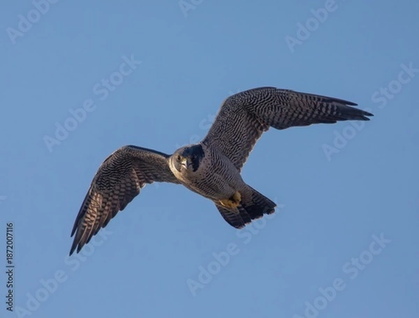 Obraz Peregrine Falcons