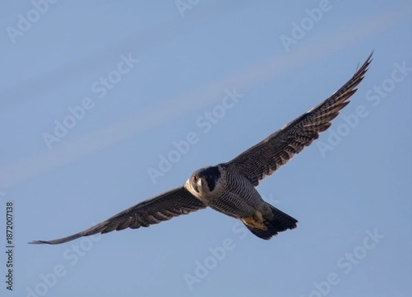 Obraz Peregrine Falcons