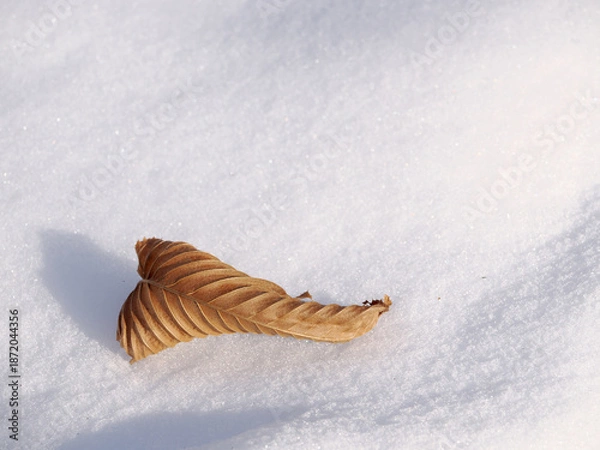 Obraz 雪の上に落ちた枯れ葉