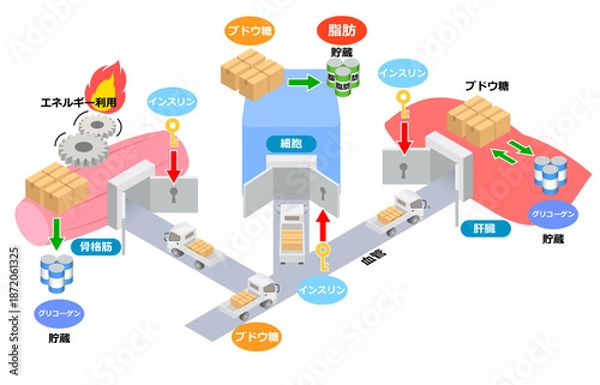Obraz ブドウ糖とインスリンの役割