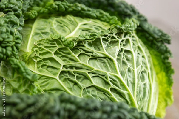 Obraz Fresh savoy cabbage
