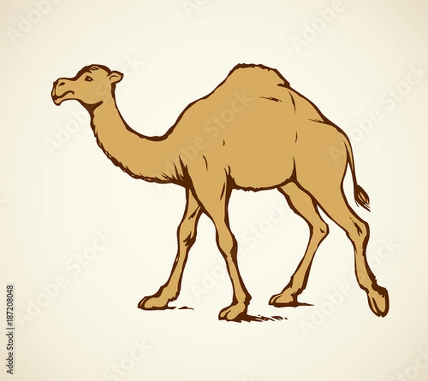 Fototapeta Camel. Vector sketch