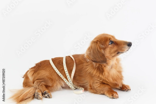 Obraz ダックスの健康診断