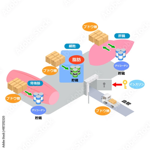 Obraz ブドウ糖とインスリンの役割